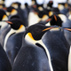 Illustration for article titled Colony of 9,000 penguins discovered in Antarctica